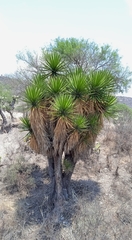Yucca periculosa