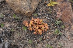 Oxalis stokoei