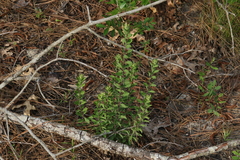 Sericocarpus tortifolius