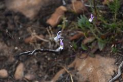 Nemesia cheiranthus