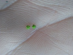 Plagiobothrys canescens