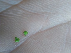 Plagiobothrys canescens