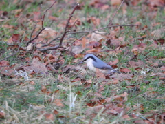 Sitta europaea europaea