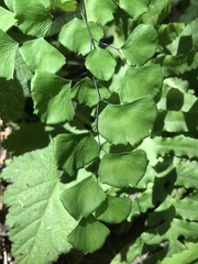 Adiantum jordanii image