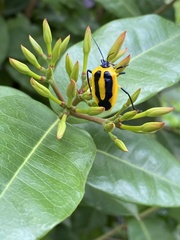 Arocera aequinoxialis