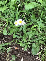 Erigeron philadelphicus