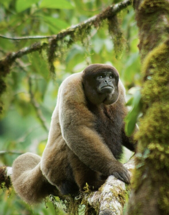 Poeppig's Woolly Monkey (Subspecies Lagothrix lagothricha poeppigii) ·  iNaturalist Guatemala