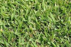 Zoysia matrella