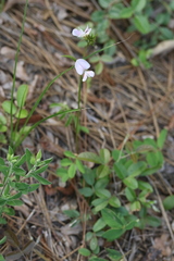Tephrosia spicata