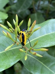 Arocera aequinoxialis