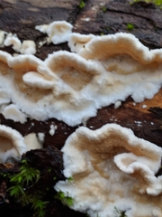 Skeletocutis amorpha