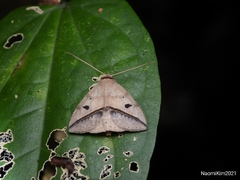 Ugia disjungens