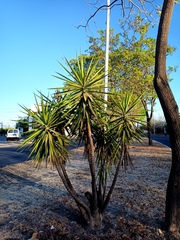 Yucca gigantea