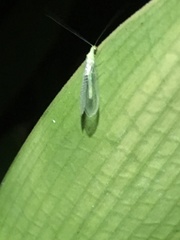 Chrysoperla comanche