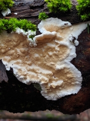 Skeletocutis amorpha