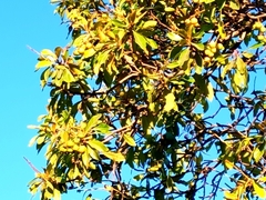 Byrsonima crassifolia