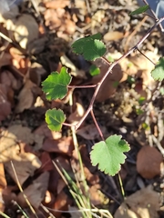 Plagianthus regius regius