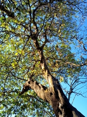 Byrsonima crassifolia