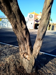 Byrsonima crassifolia