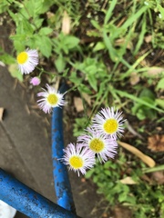 Erigeron philadelphicus
