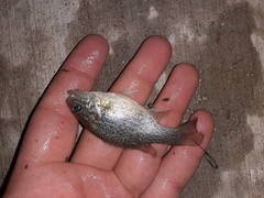 Lepomis cyanellus
