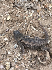 Sceloporus bimaculosus