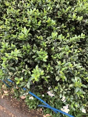 Magnoliopsida