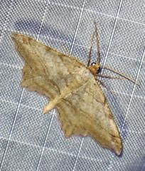 Macaria multilineata