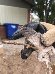 Sceloporus bimaculosus