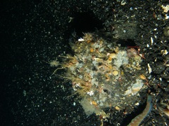 Cnemidocarpa