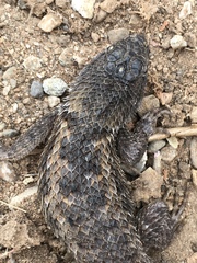 Sceloporus bimaculosus