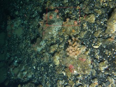 Cnemidocarpa