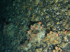 Cnemidocarpa