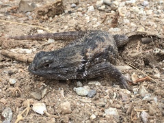 Sceloporus bimaculosus