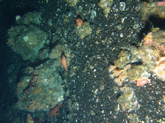 Cnemidocarpa