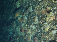 Cnemidocarpa