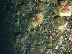 Cnemidocarpa