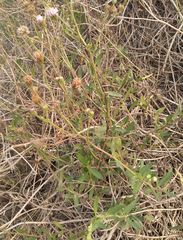 Palafoxia lindenii