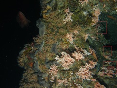 Cnemidocarpa