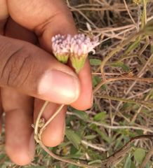 Palafoxia lindenii