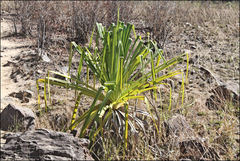 Pandanus pulcher
