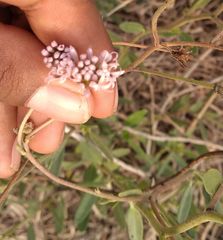 Palafoxia lindenii