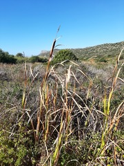 Typha capensis