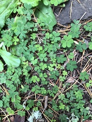 Oxalis corniculata