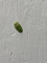 Aspisoma physonotum