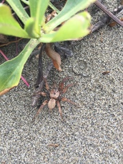 Aptostichus miwok