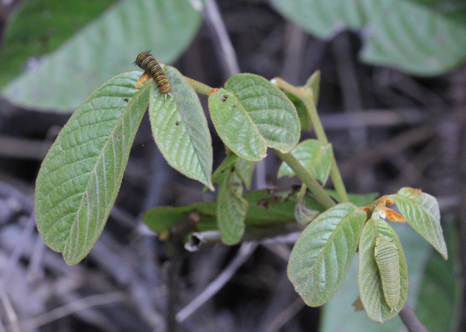 Image of Uvaria littoralis by no rights reserved