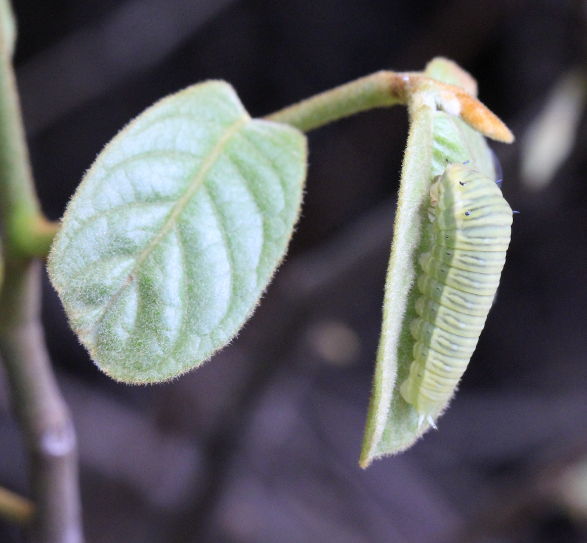 Image of Uvaria littoralis by no rights reserved
