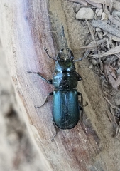 Platycerus oregonensis