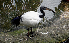Threskiornis